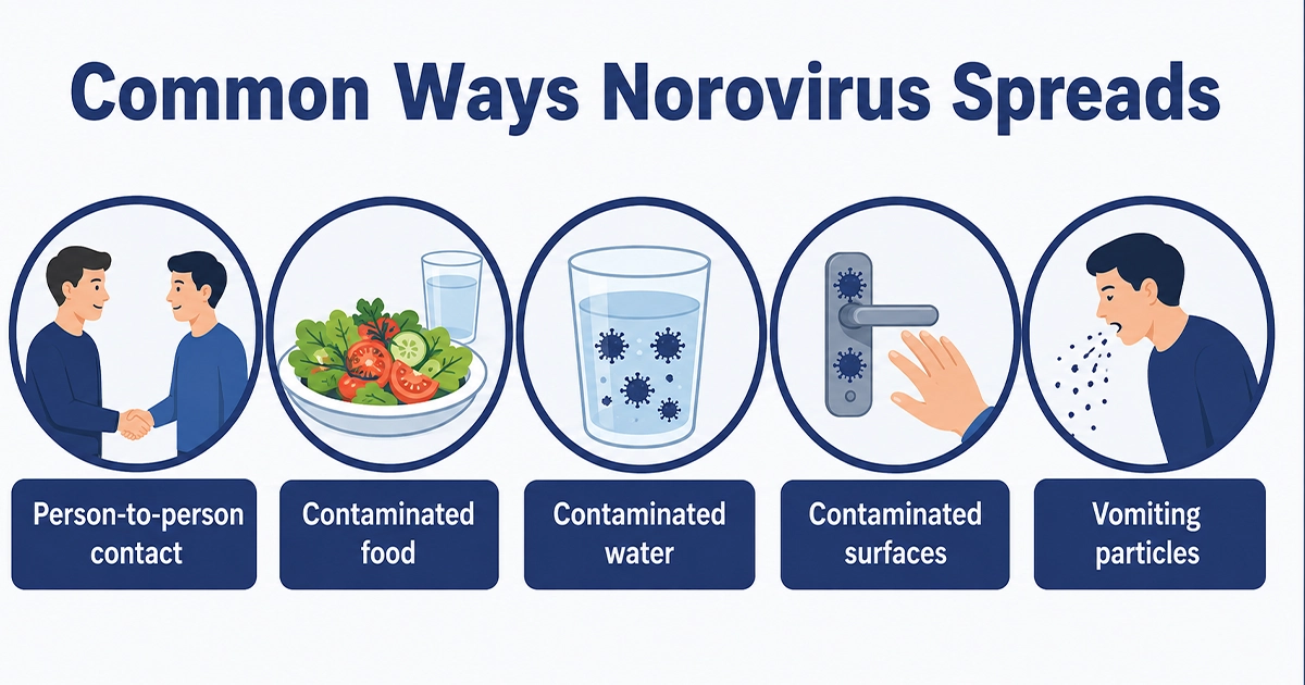 Common routes of norovirus infection