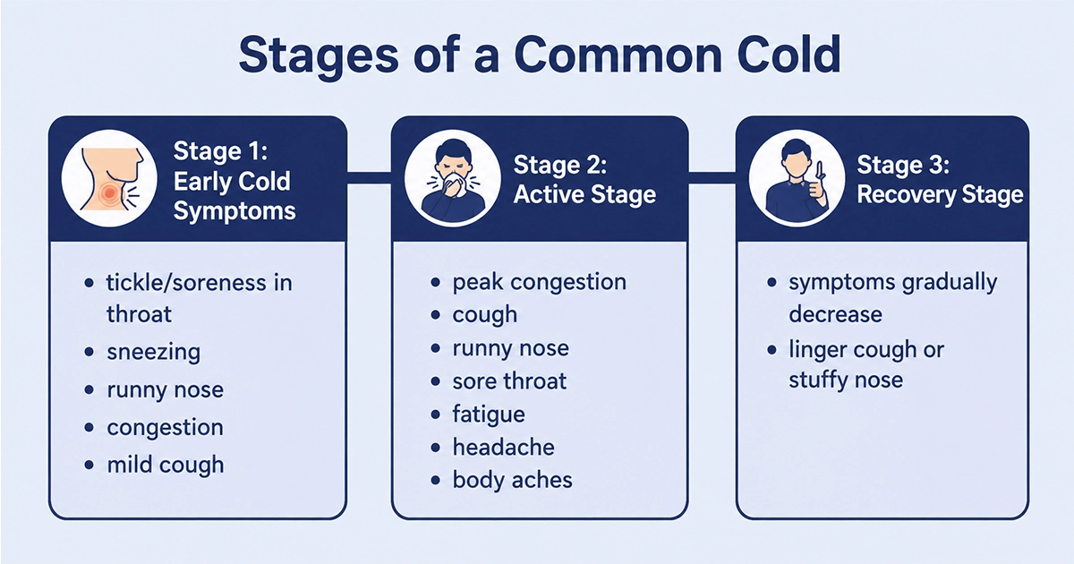Stages of a Common Cold Infographic
