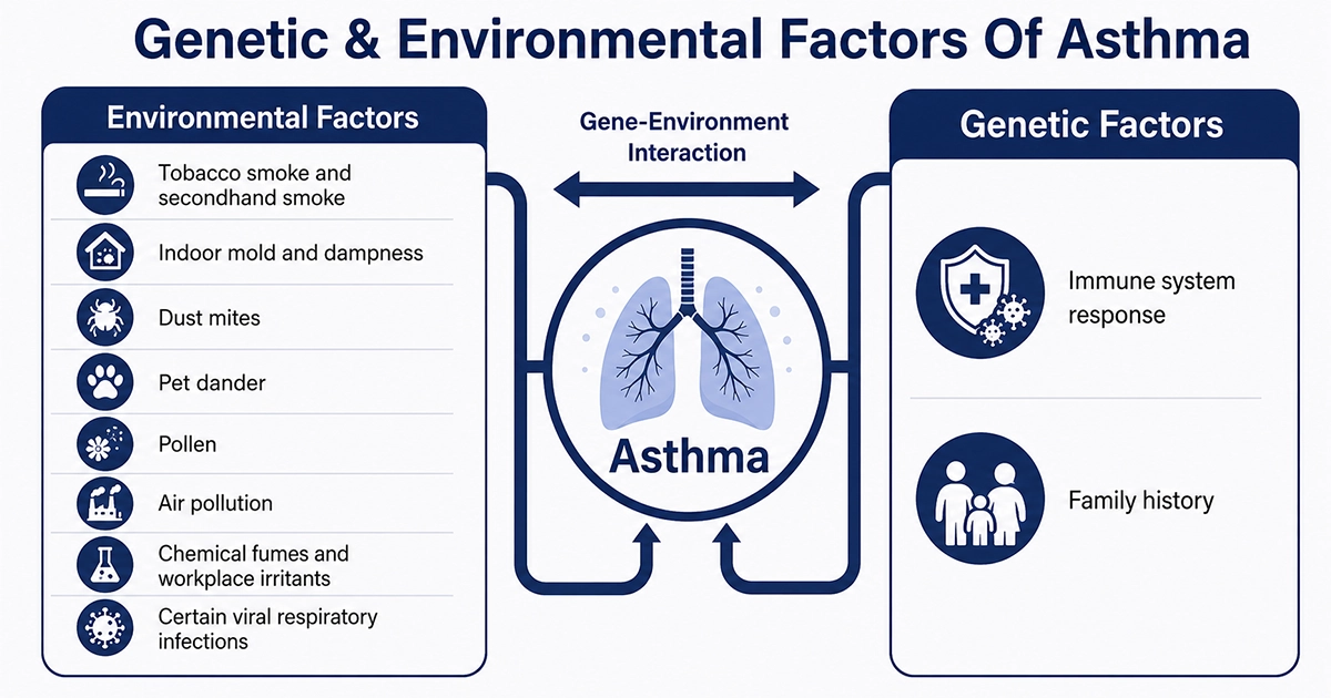 Genetic and environmental factors contributing to asthma.